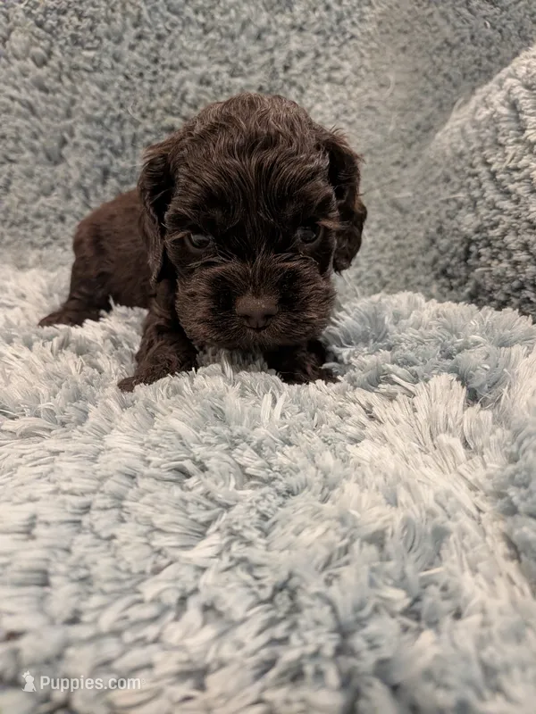 Charles  – Cocker Spaniel puppy for sale in Loxley, AL