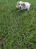 Chuck, a male Cocker Spaniel for sale in Loxley, AL – 3 of 4