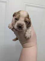 Cathy, a female Cocker Spaniel for sale in Loxley, AL – Photo 2 of 2