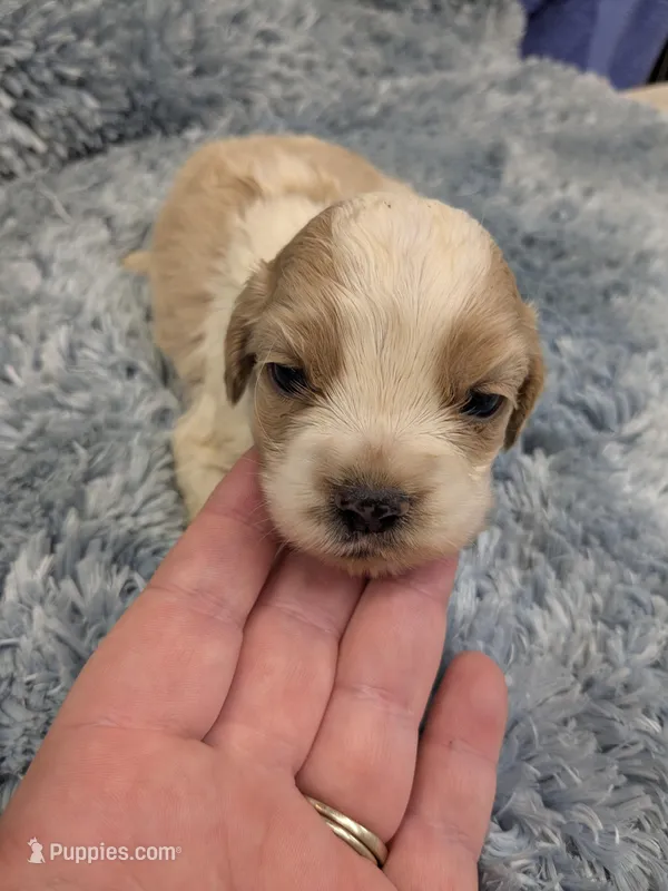 Cathy – Cocker Spaniel puppy for sale in Loxley, AL