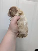 Cathy, a female Cocker Spaniel for sale in Loxley, AL – Photo 1 of 2