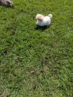 Samuel , a male Shihpoo for sale in Loxley, AL – 4 of 4