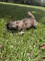 Shane, a male Shih Tzu for sale in Loxley, AL – 5 of 5