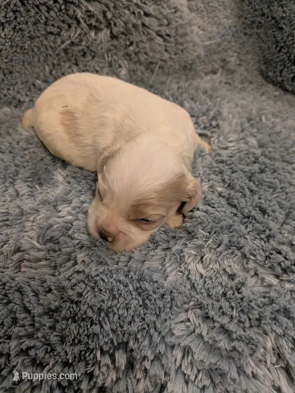 Chuck – Cocker Spaniel puppy for sale in Loxley, AL