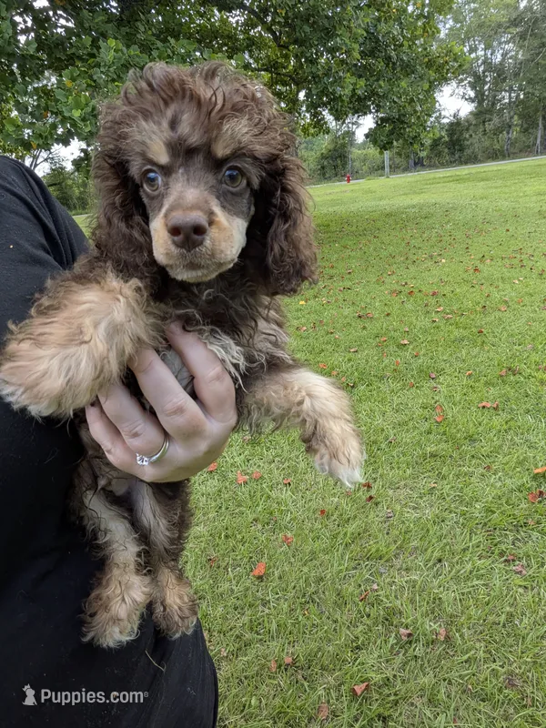 Peter – Poodle - Toy  puppy for sale in Loxley, AL