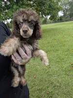 Peter, a male Poodle - Toy  for sale in Loxley, AL – 1 of 5