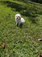 Samuel , a male Shihpoo for sale in Loxley, AL – 3 of 4