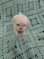 Shelly, a female Shih Tzu for sale in Loxley, AL – 2 of 3