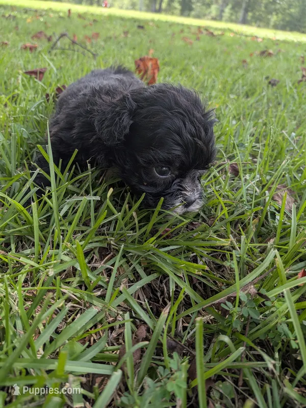 Sara – Shihpoo puppy for sale in Loxley, AL