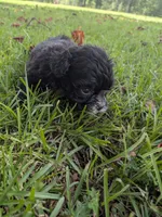 Sara, a female Shihpoo for sale in Loxley, AL – 1 of 5