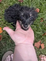 Pepper, a male Poodle - Toy  for sale in Loxley, AL – 6 of 6