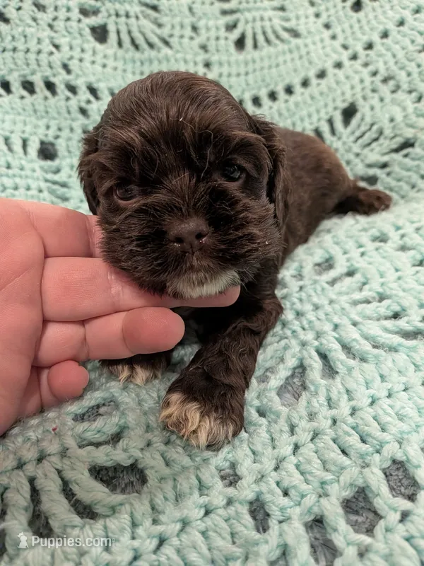 Callie – Cocker Spaniel puppy for sale in Loxley, AL