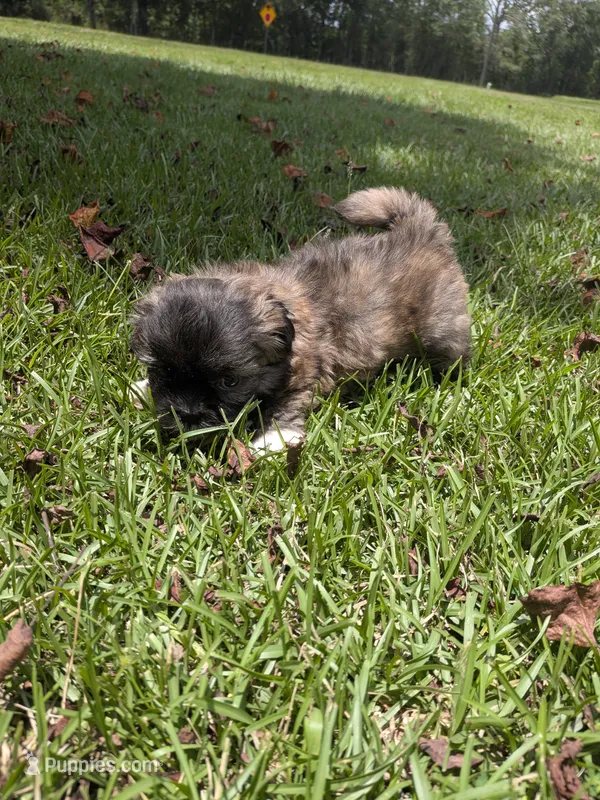 Shane – Shih Tzu puppy for sale in Loxley, AL