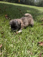 Shane, a male Shih Tzu for sale in Loxley, AL – 1 of 5
