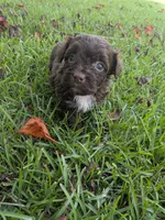 Sandra, a female Shihpoo for sale in Loxley, AL – 3 of 4
