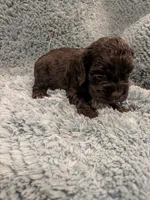 Charles , a female Cocker Spaniel for sale in Loxley, AL – 3 of 4