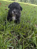 Sara, a female Shihpoo for sale in Loxley, AL – 3 of 5