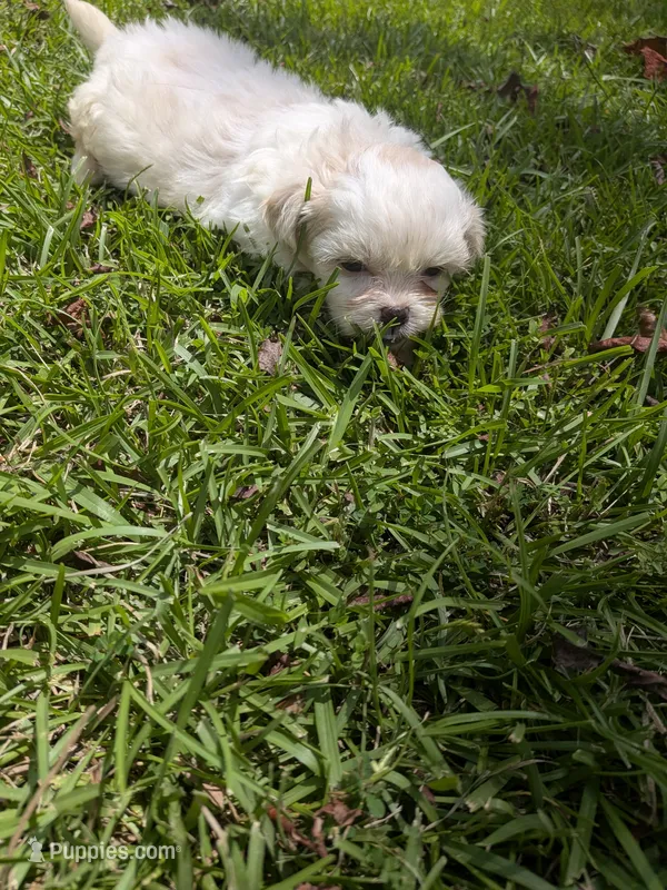 Sam – Shih Tzu puppy for sale in Loxley, AL