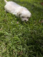 Sam, a male Shih Tzu for sale in Loxley, AL – 1 of 5