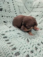 Sallie, a female Chihuahua for sale in Loxley, AL – 1 of 3