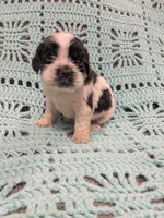 Callie, a female Cocker Spaniel for sale in Loxley, AL – Photo 3 of 4
