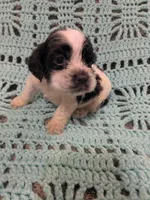 Callie, a female Cocker Spaniel for sale in Loxley, AL – Photo 1 of 4