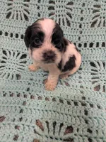 Callie, a female Cocker Spaniel for sale in Loxley, AL – Photo 4 of 4