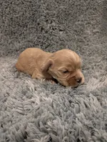 Cane, a male Cocker Spaniel for sale in Loxley, AL – 3 of 3