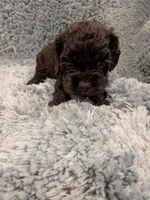Charles , a female Cocker Spaniel for sale in Loxley, AL – 2 of 4