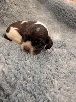 Chris, a male Cocker Spaniel for sale in Loxley, AL – 3 of 3
