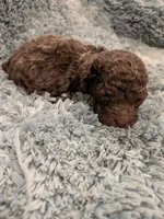 Mark, a male Maltipoo for sale in Loxley, AL – 3 of 3