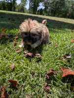 Sunny, a male Shih Tzu for sale in Loxley, AL – 1 of 4