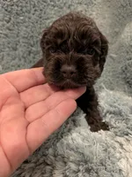 Charles , a female Cocker Spaniel for sale in Loxley, AL – 4 of 4