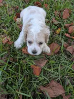 Chase, a male Cocker Spaniel for sale in Loxley, AL – 2 of 3