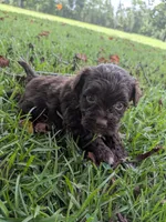 Sandra, a female Shihpoo for sale in Loxley, AL – 2 of 4