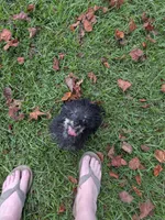 Pepper, a male Poodle - Toy  for sale in Loxley, AL – 3 of 6