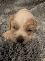 Charles , a male Cocker Spaniel for sale in Loxley, AL – 2 of 3