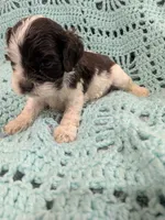Cindy, a female Cocker Spaniel for sale in Loxley, AL – 2 of 5