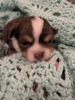 Cash , a female Chihuahua for sale in Loxley, AL – 2 of 2