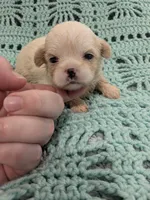 Sunny, a female Shih Tzu for sale in Loxley, AL – 2 of 2