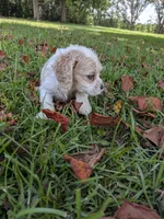 Chase, a male Cocker Spaniel for sale in Loxley, AL – 3 of 3