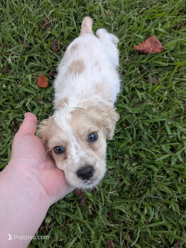Chuck – Cocker Spaniel puppy for sale in Loxley, AL