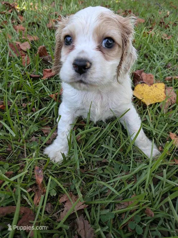 Charles  – Cocker Spaniel puppy for sale in Loxley, AL