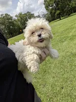 Shay, a female Shih Tzu for sale in Loxley, AL – 3 of 5