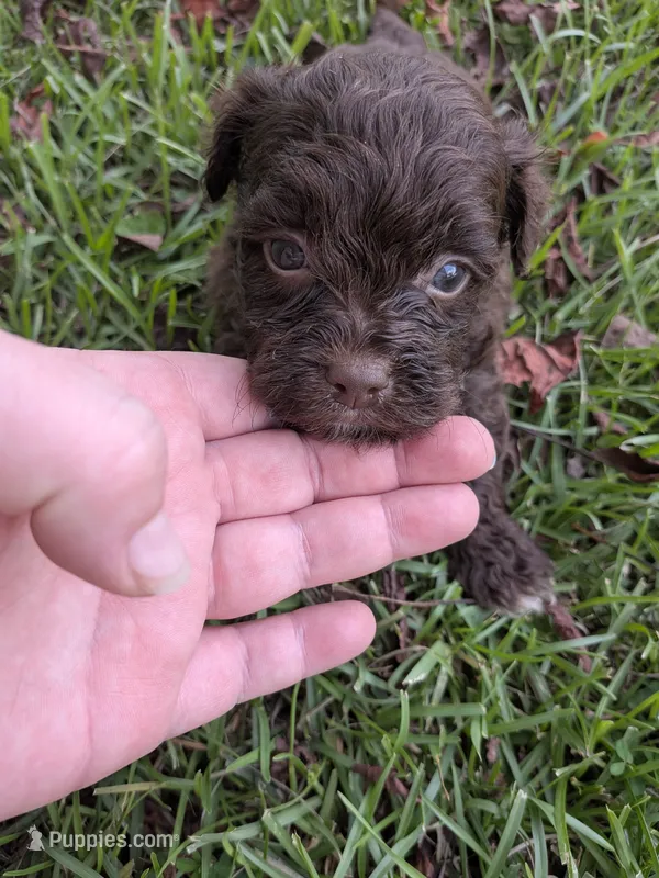 Sandra – Shihpoo puppy for sale in Loxley, AL
