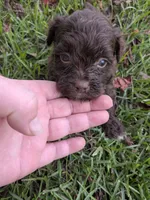 Sandra, a female Shihpoo for sale in Loxley, AL – 1 of 4