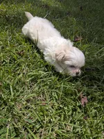 Sam, a male Shih Tzu for sale in Loxley, AL – 5 of 5