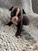 Buster, a male Boston Terrier for sale in Loxley, AL – 2 of 3