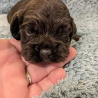 Cameron, a male Cocker Spaniel for sale in Loxley, AL – Photo 2 of 2