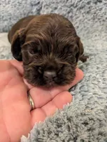 Cameron, a male Cocker Spaniel for sale in Loxley, AL – Photo 2 of 2